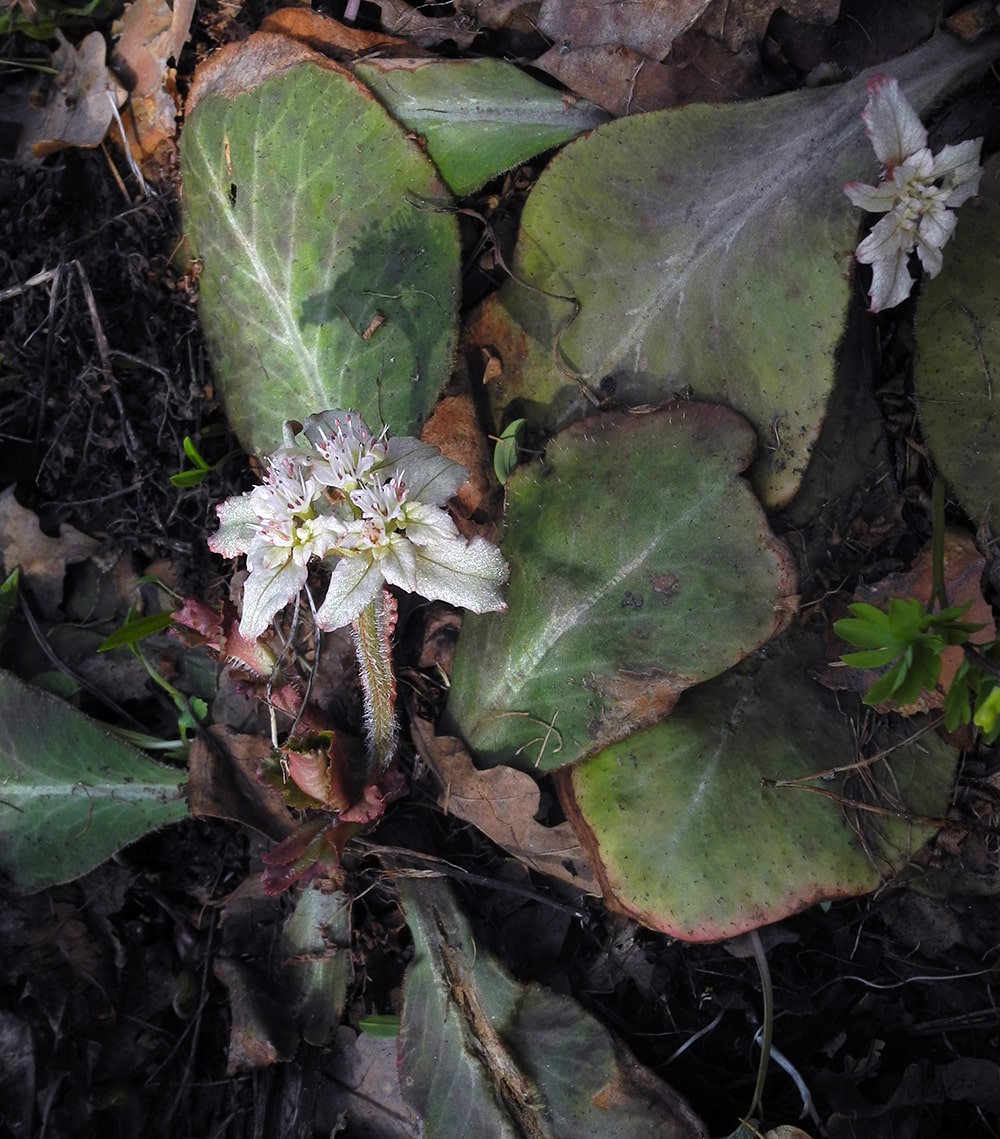 Изображение особи Chrysosplenium macrophyllum.