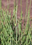 Ephedra equisetina