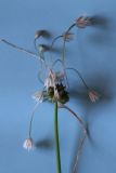 Image of taxon representative. Author is Екатерина Кулаковская