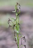 Platanthera densa