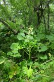 Cardiocrinum cordatum