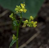 Sinapis arvensis