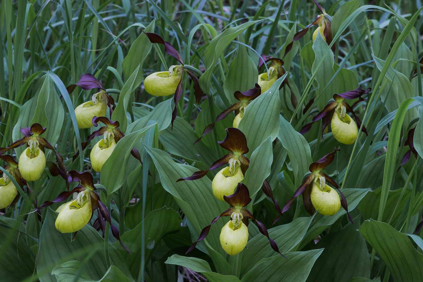 Image of Cypripedium calceolus specimen.