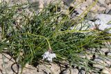 Allium oreoprasum