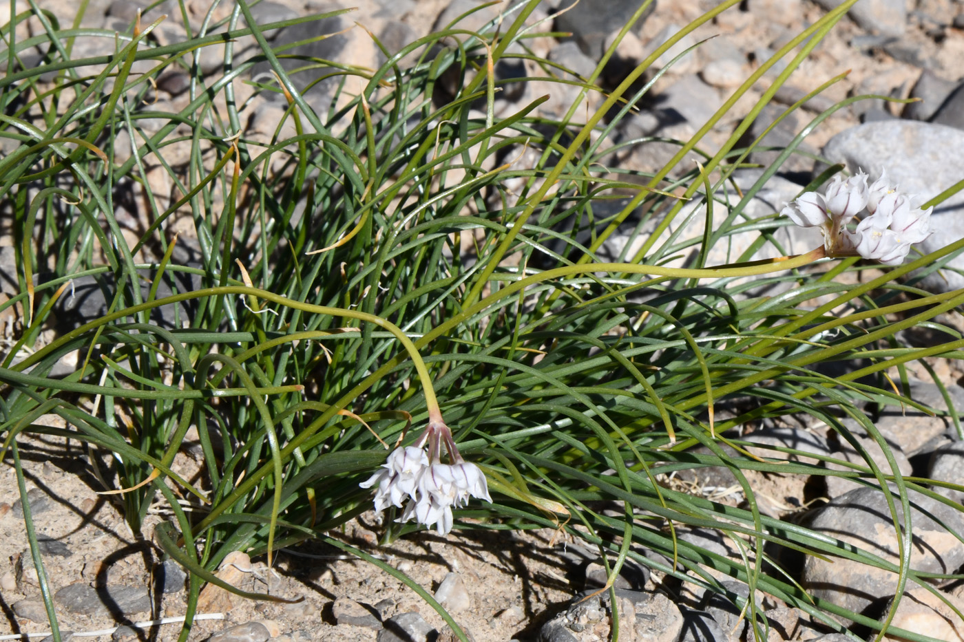 Изображение особи Allium oreoprasum.