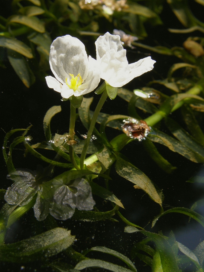 Image of Egeria densa specimen.