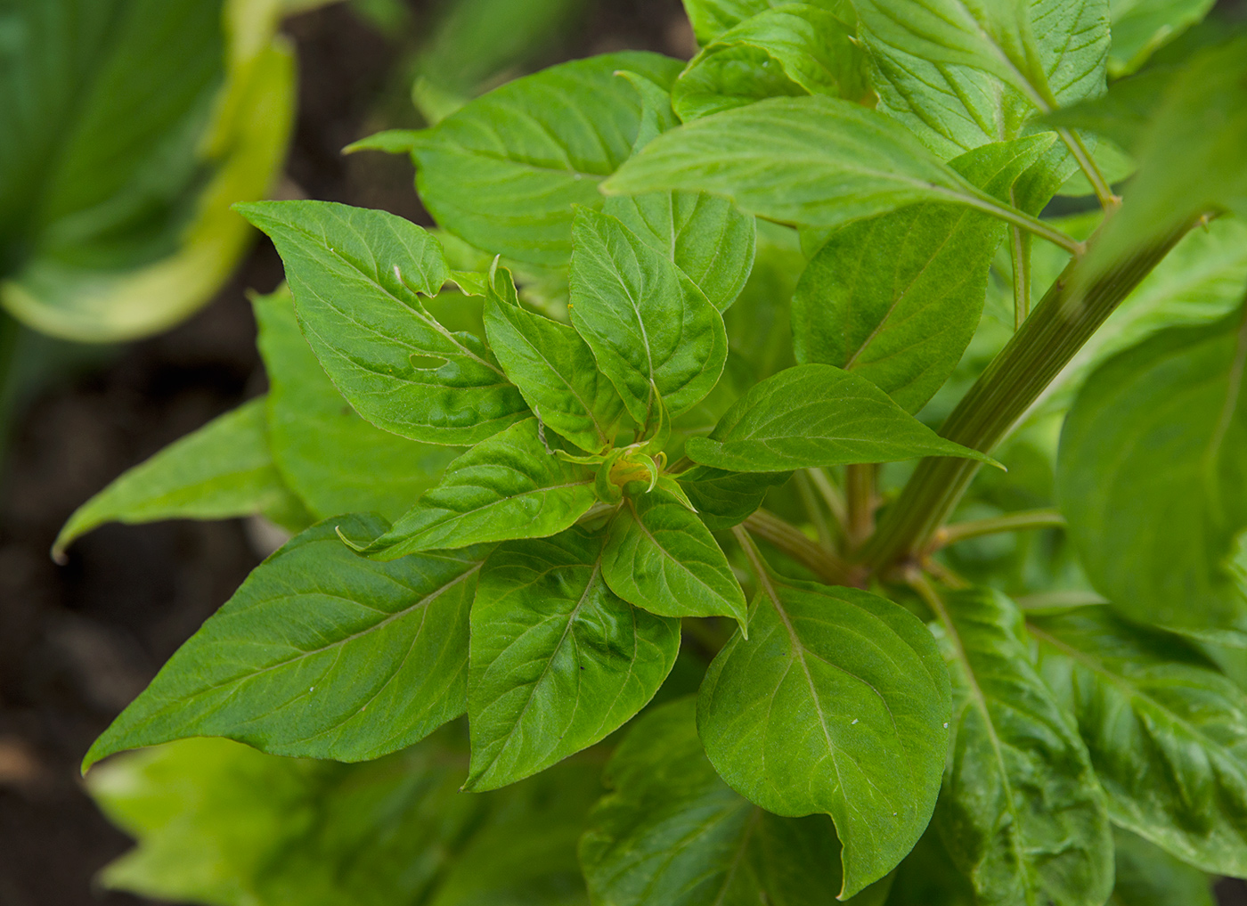 Image of Celosia cristata specimen.
