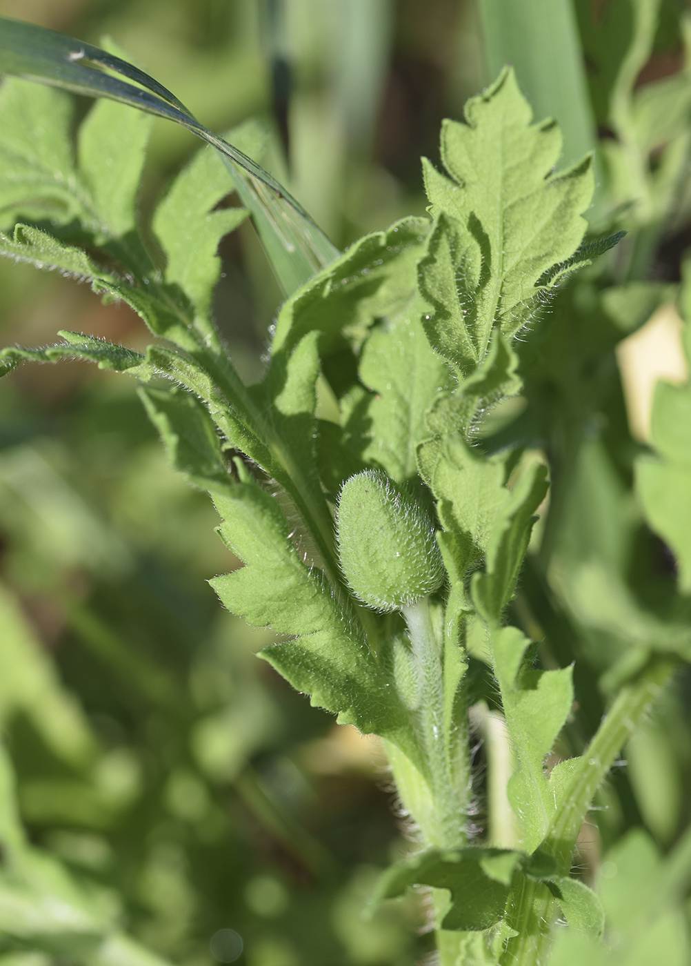 Изображение особи Papaver pinnatifidum.