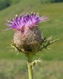 Cirsium balkharicum. Верхушка побега с соцветием. Кабардино-Балкария, Черекский р-н, пер. Курноят, ≈ 2100 м н.у.м., субальпийский луг. 29.07.2024.