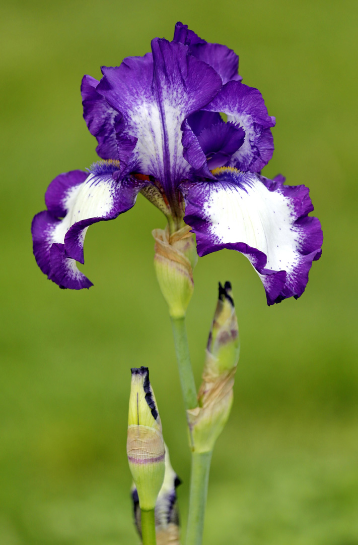 Изображение особи род Iris.