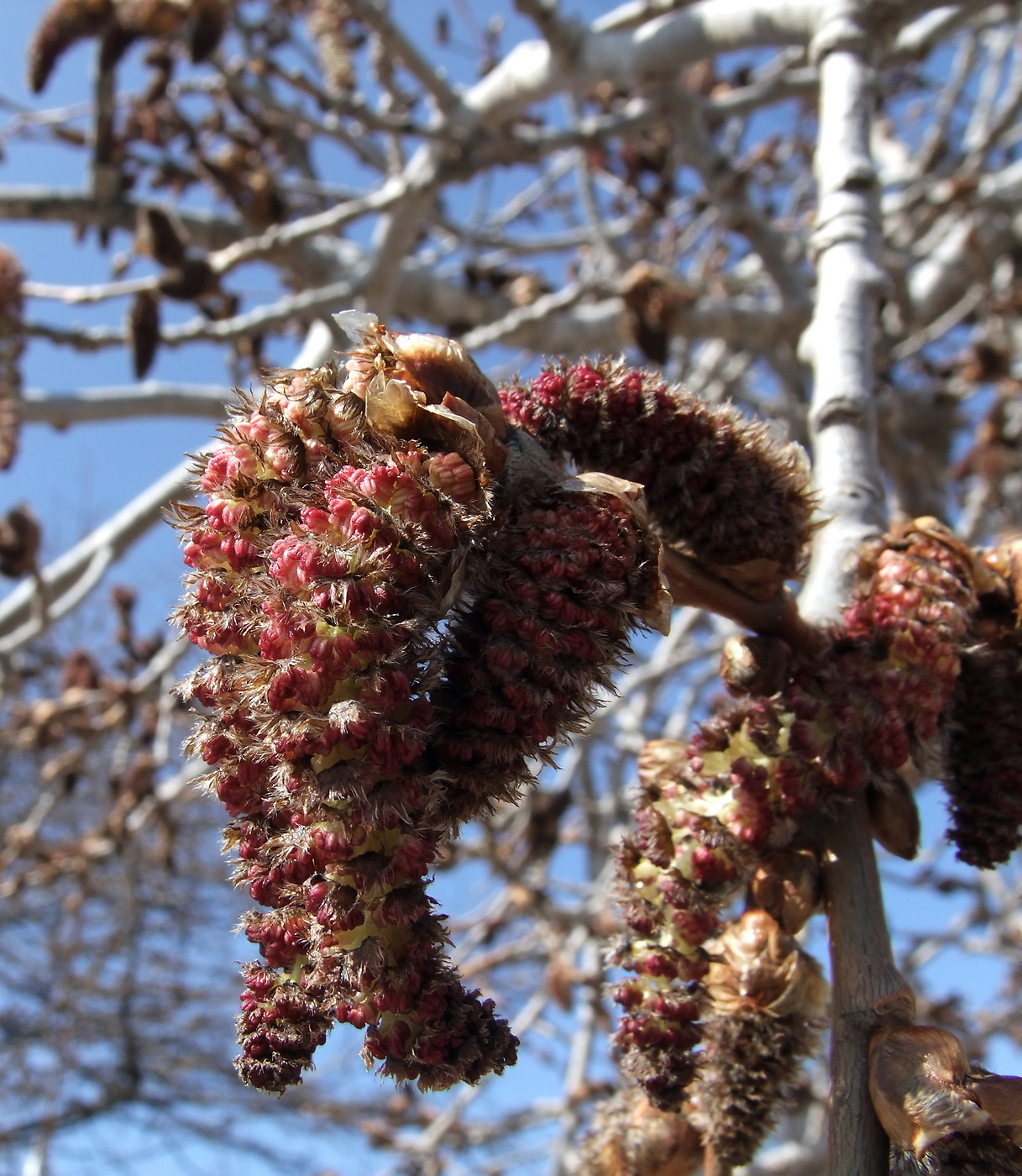 Image of Populus tremula specimen.
