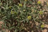 genus Alyssum