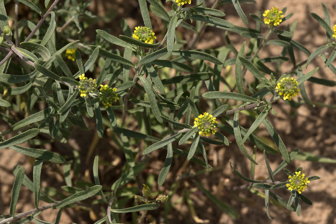 Image of genus Alyssum specimen.