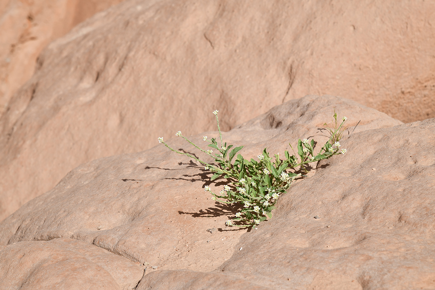 Image of Tetracmidion glochidiatum specimen.