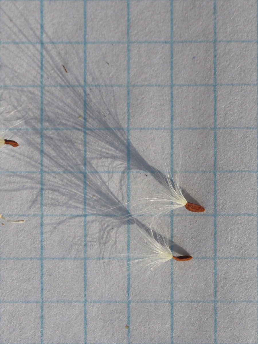 Image of Sonchus arvensis specimen.