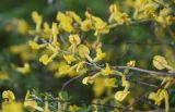 Chamaecytisus ruthenicus. Цветущая веточка. Грузия, край Самцхе-Джавахети, Боржомский муниципалитет, окр. крепости Мокцевис-Цихе, обочина дороги. 17 мая 2025 г.