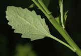 View full-size image genus Clausia