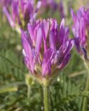 Astragalus circassicus. Верхушка побега с соцветием. Краснодарский край, Крымский р-н, окр. станицы Неберджаевская, частично задернованное скальное обнажение. 18.05.2025.