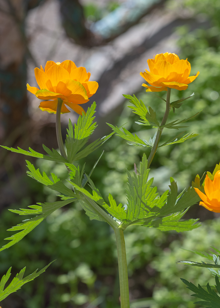Image of Trollius asiaticus specimen.