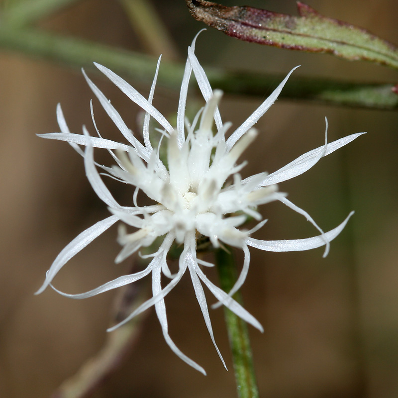 Изображение особи Centaurea diffusa.