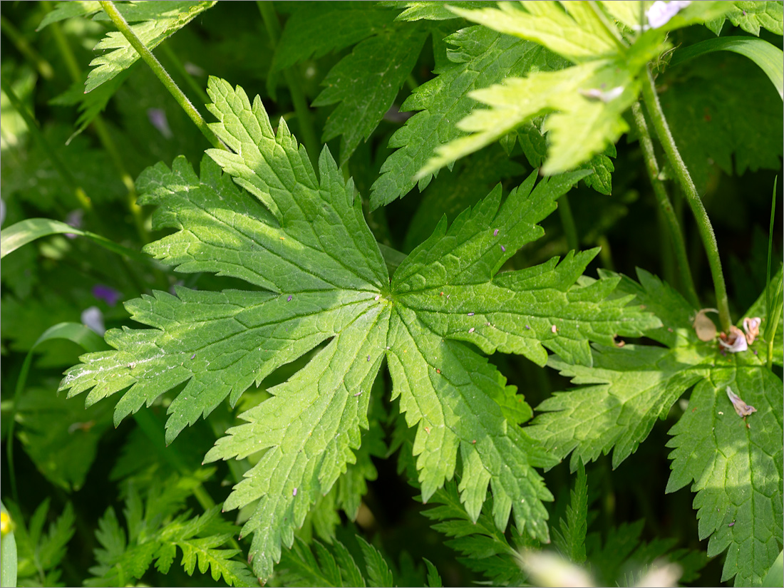 Image of Geranium sylvaticum specimen.