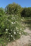 Daucus carota
