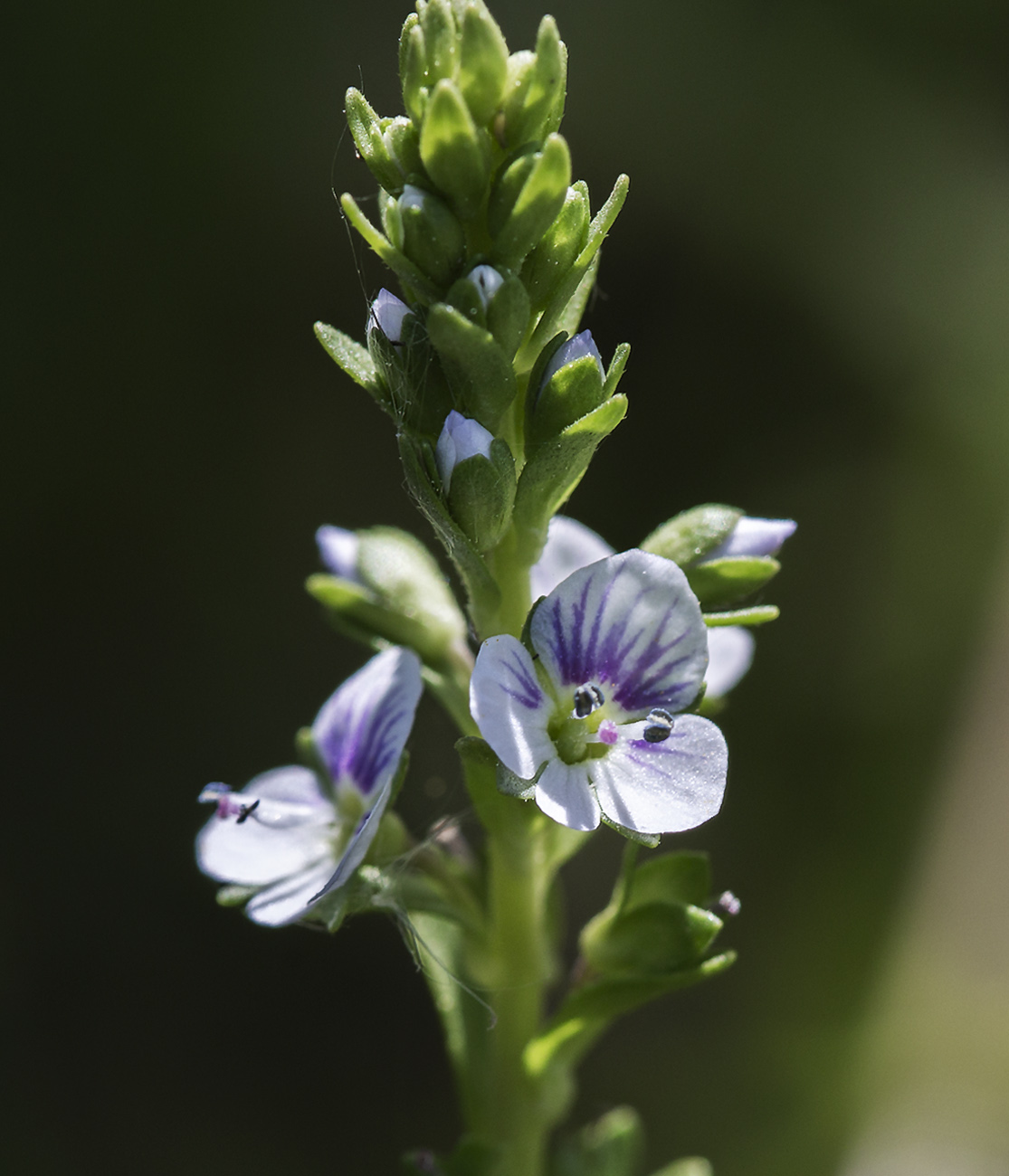 Изображение особи Veronica serpyllifolia.