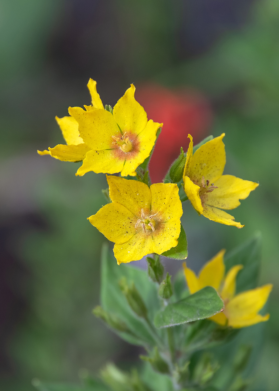 Image of Lysimachia punctata specimen.