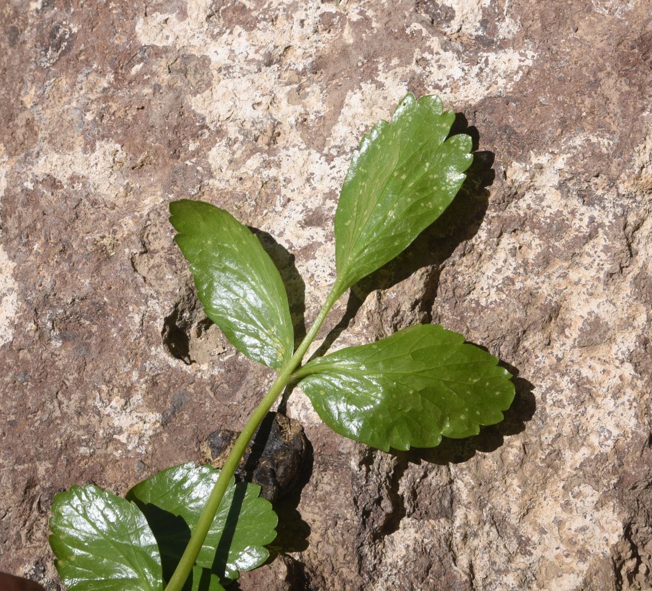 Image of familia Apiaceae specimen.