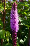 View full-size image Liatris spicata