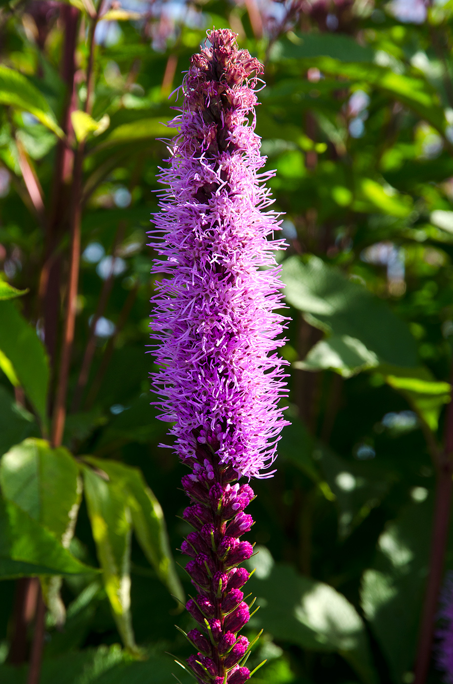 Image of Liatris spicata specimen.