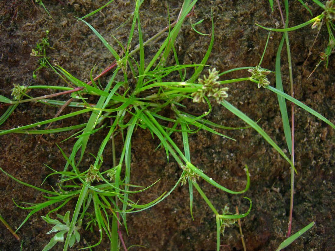 Image of Cyperus fuscus specimen.