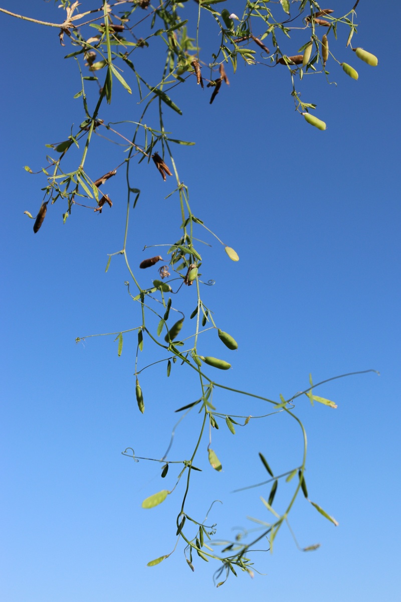 Изображение особи Vicia tetrasperma.