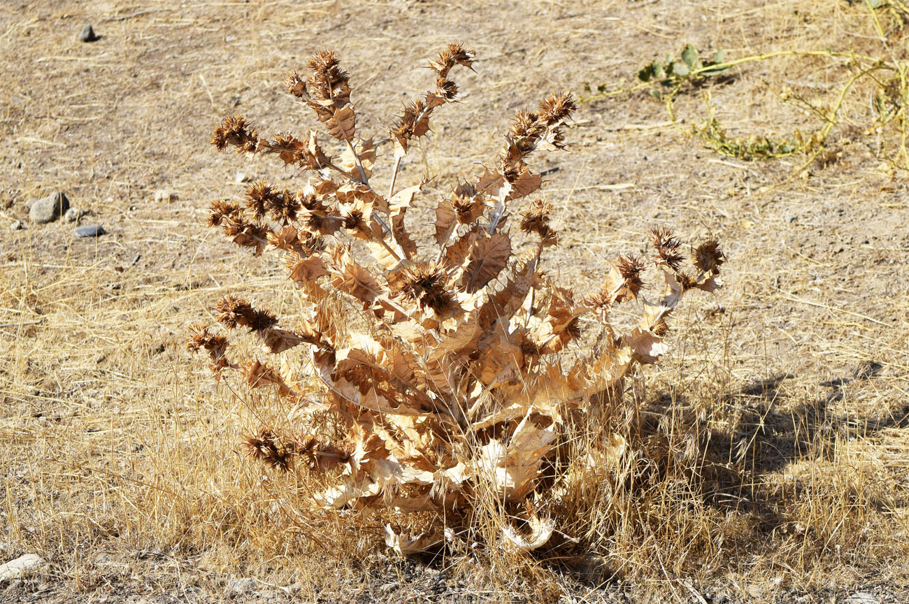 Image of Cousinia polycephala specimen.
