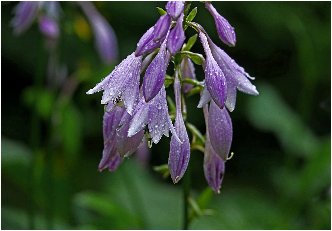 Image of Hosta albomarginata specimen.