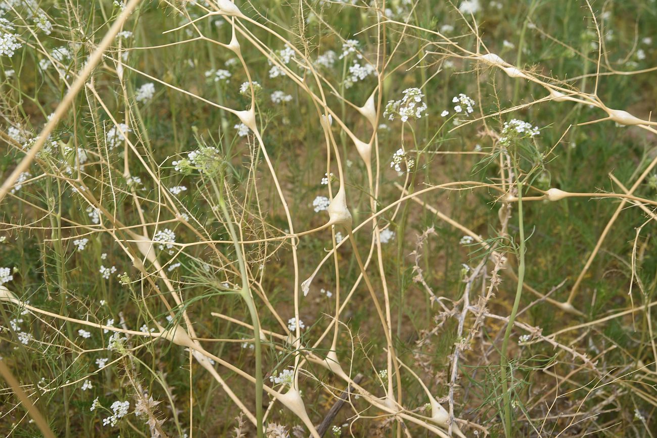 Image of Lepidium vesicarium specimen.