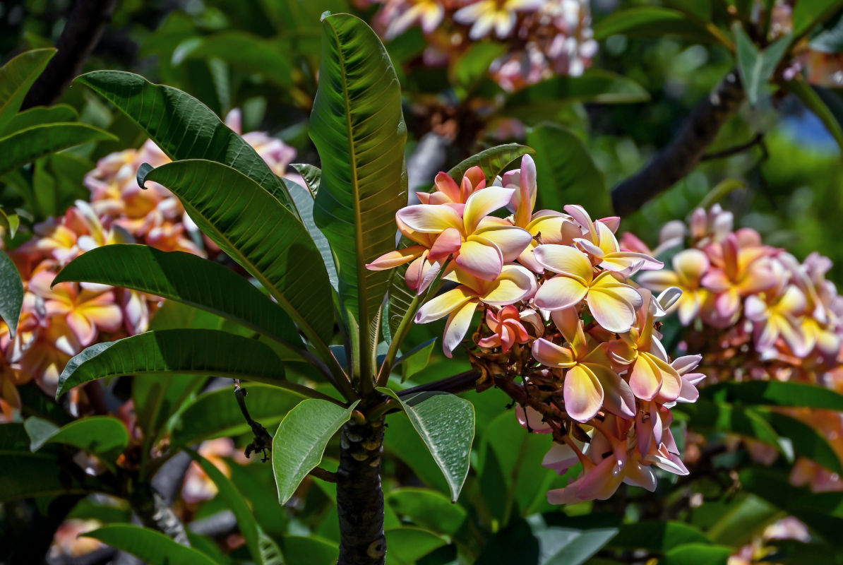 Image of Plumeria rubra specimen.