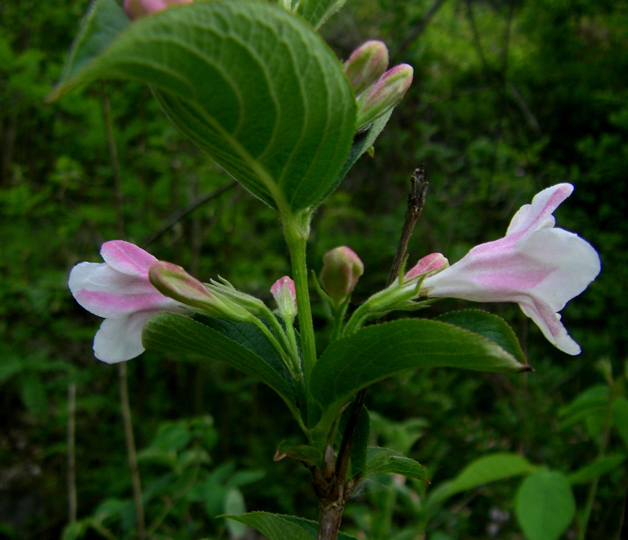 Изображение особи род Weigela.