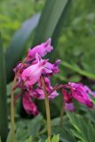 Dicentra formosa. Соцветие. Белгородская обл., пос. Ракитное, ул. Сосновая, 2, в культуре. 13 мая 2022 г.