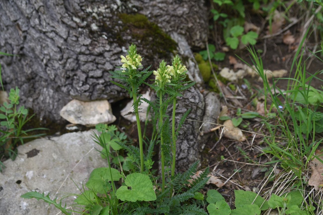 Image of genus Pedicularis specimen.