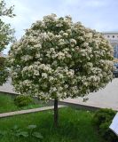 Photinia serratifolia
