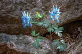 Corydalis ambigua. Цветущие растения между камней. Приморский край, окр. с. Бровничи, ущ. р. Тигровая, широколиственный лес. 04.05.2025.