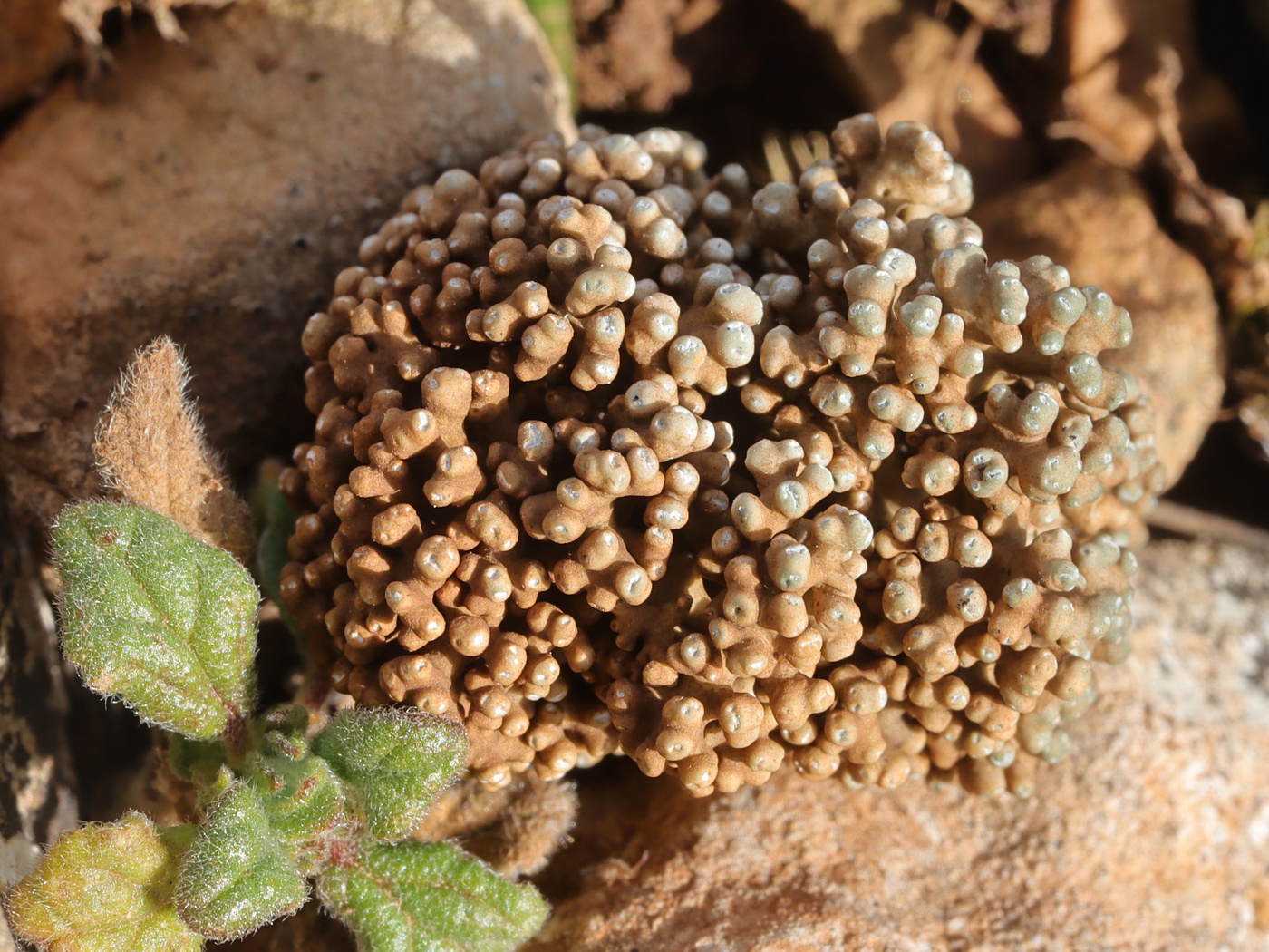 Изображение особи Aspicilia fruticulosa.