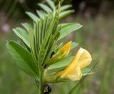 Vicia grandiflora. Верхушка побега с цветком, бутоном и ползающими муравьями. Крым, окр. г. Судак, западный склон горы Ай-Георгий, луг. 25.04.2025.