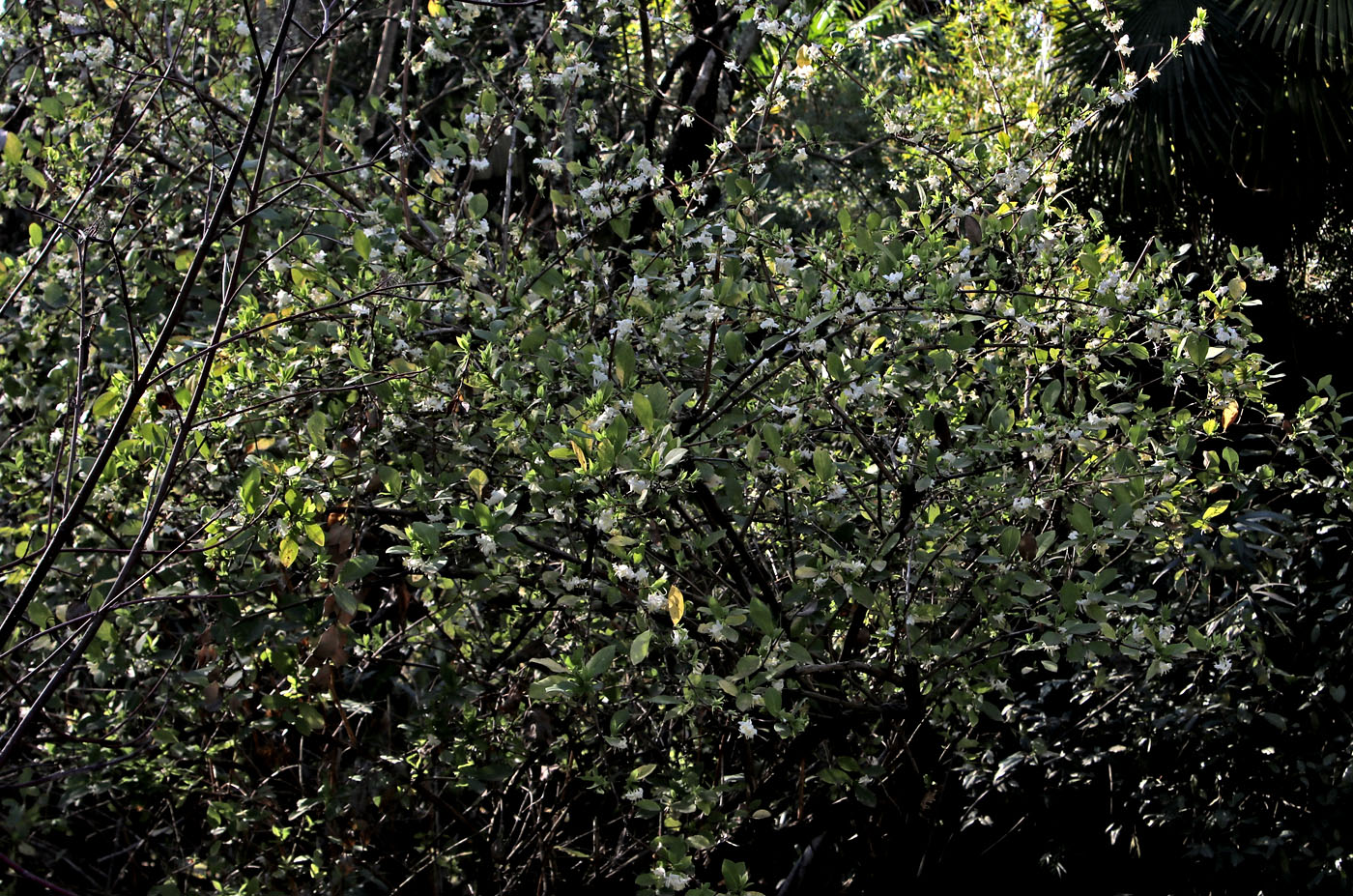 Изображение особи Lonicera fragrantissima.