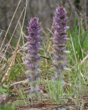 Ajuga orientalis