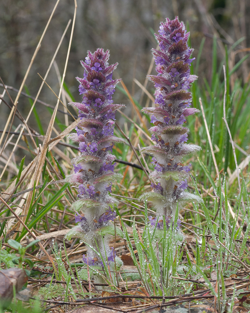 Изображение особи Ajuga orientalis.