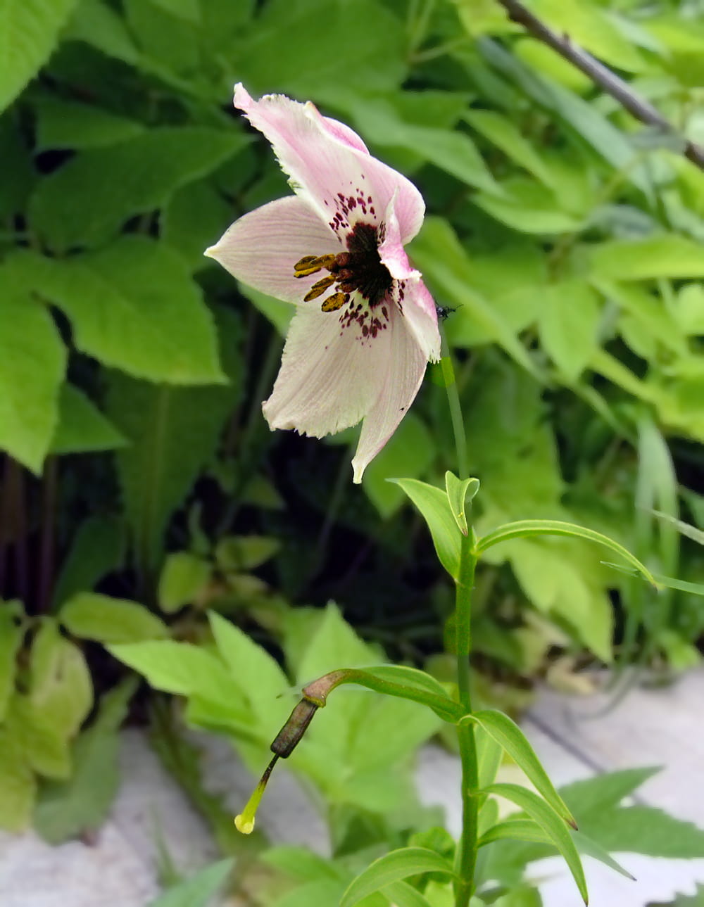 Изображение особи Nomocharis farreri.