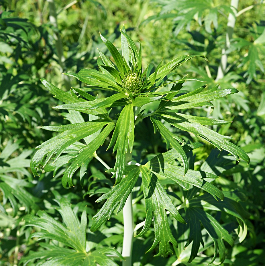 Image of Delphinium cuneatum specimen.