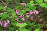 Weigela praecox. Часть цветущей ветви. Приморский край, Хасанский р-н, юго-западный берег бухты Рейд Паллада, мыс Острено, северный склон, в широколиственном лесу. 18.05.2026.